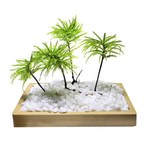 鱼缸水草鱼草万年藓水草活体耐活耐低温苔藓鱼缸水族箱生态瓶造景