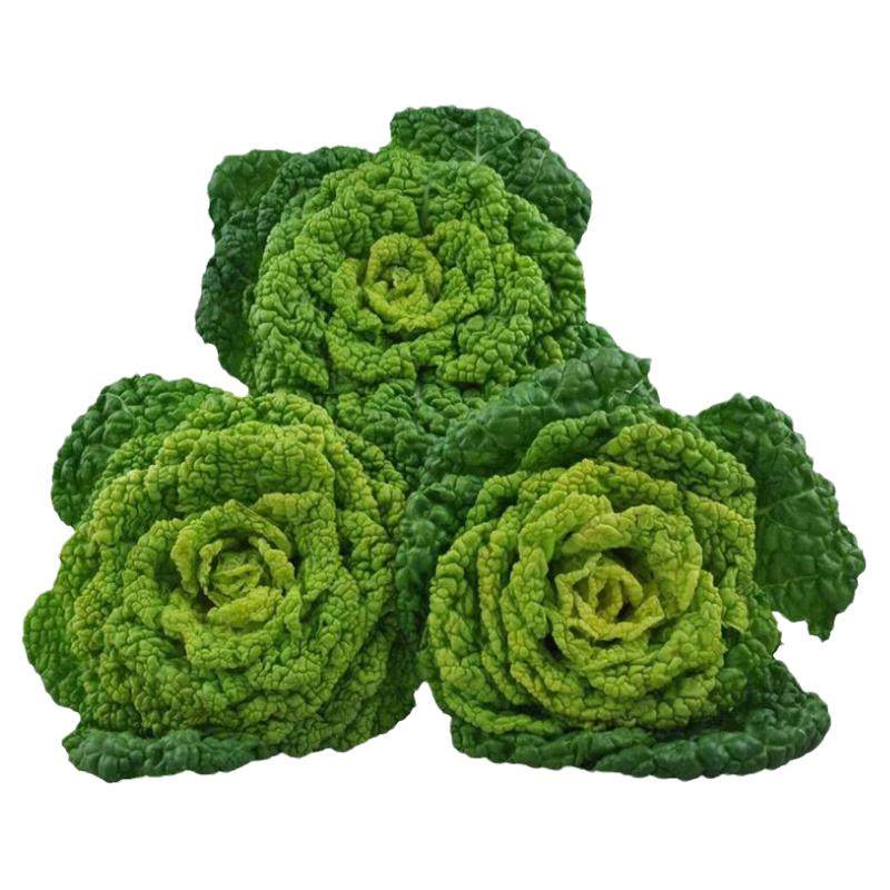 火锅食材新鲜黄心菜黄心乌乌塌菜菊花心菜青菜泡泡菜乌菜火锅涮菜