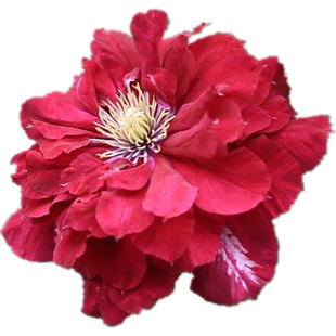 黄姐园艺铁线莲大苗乌托邦里昂村庄魔法喷泉皇帝幻紫原盆原土发货