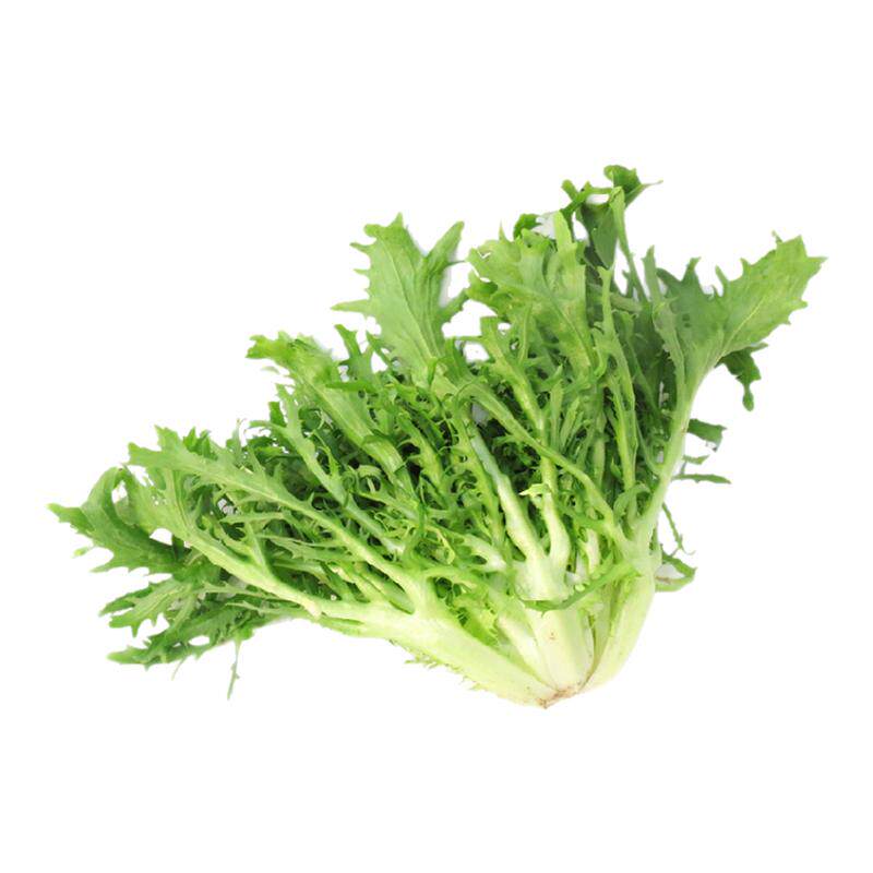 新鲜苦菊沁蕊生菜沙拉菜
