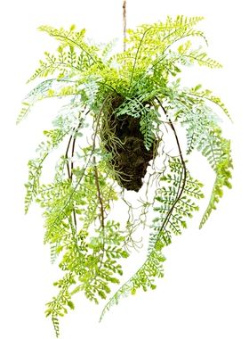 掬涵蕨类植物创意花艺橱窗吊球