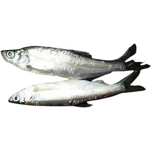 全国包邮小白鱼野鱼白条鱼川条刁子鱼淡水鱼翘嘴鱼现杀去肠真空