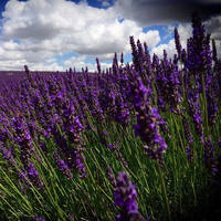 Lavender seeds, Provence lavender seeds, potted plants, easy to survive, indoor and outdoor fragrant grass seeds thumbnail 4