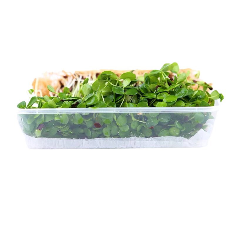 香椿苗食用苗芽菜蔬菜苗