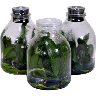 【顺丰发货】蝴蝶兰瓶苗品种多花色齐全文心四季兰花组织培育基地