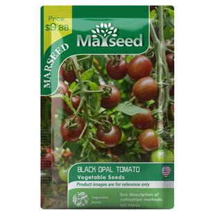 【官网高分】超好吃爆浆巧克力黑欧泊樱桃番茄种子籽孑猎人家同款