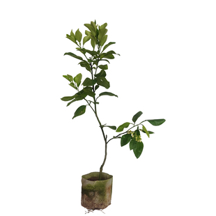 泰国红宝石青柚子树 嫁接大柚子苗果树苗木 可盆栽地栽新水果品种