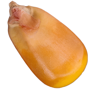 山西太行山老品种新玉米粒笨玉米粒带胚胎完整玉米籽食用级玉米