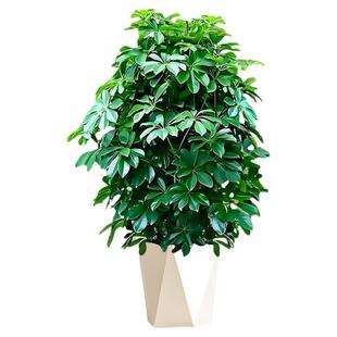 鸭脚木盆栽客厅绿植花卉室内大型八方来财鸭掌木七叶莲植物发财树