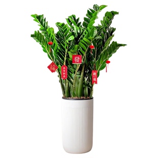 金钱树盆栽大型好养绿植物客厅旺宅树办公室内大花盆乔迁摇钱串子