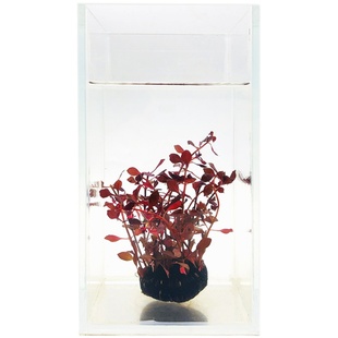 鱼缸懒人水草活体植物水榕沉木莫斯真水草种子水族箱造景装饰套餐