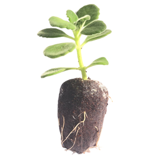 碰碰香盆栽可食用绿植幼苗水土培驱蚊趣味提神多肉净化空气一抹香