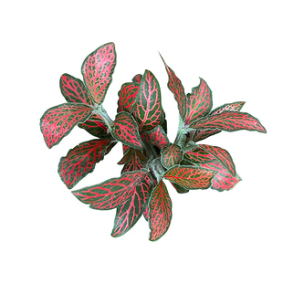 苔藓微景观水陆缸生态缸绿植文竹罗汉松网纹草蕨类小叶薜荔材料包