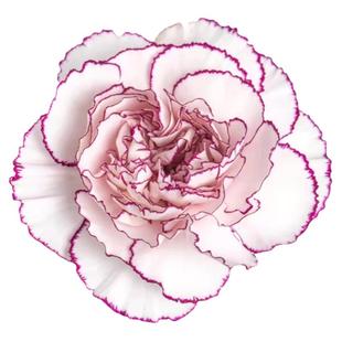 紫色康乃馨紫精灵鲜花云南直发直批母亲节真花新鲜插花鲜切花顺丰