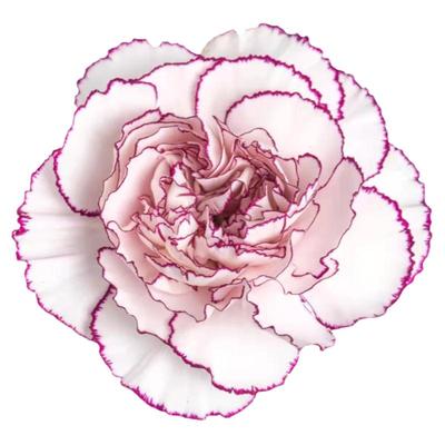 稀有康乃馨新品-多色集合可选