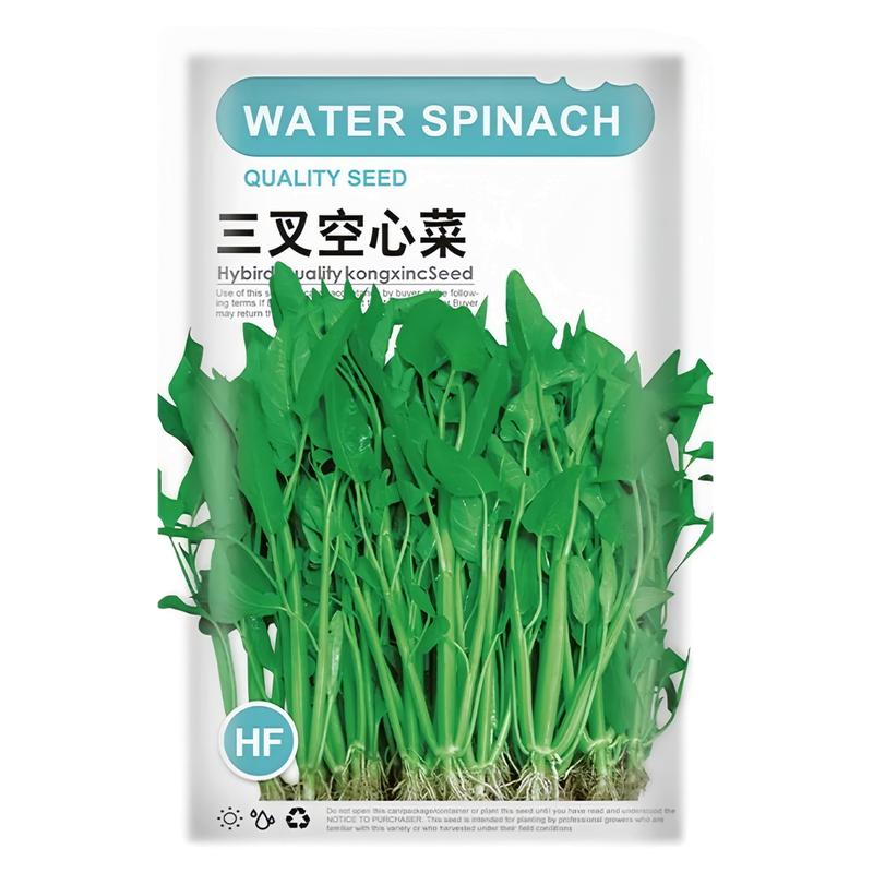 超级三叉菜空心菜种子种籽苗