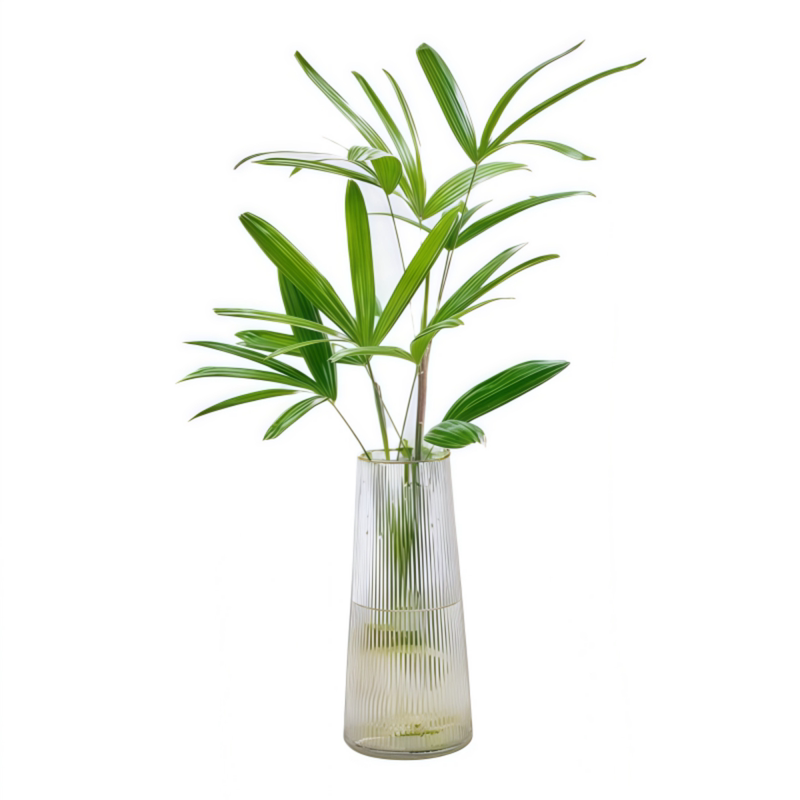 水培植物棕竹招财竹懒人绿植花卉办公桌面室内玻璃插花盆栽好养活