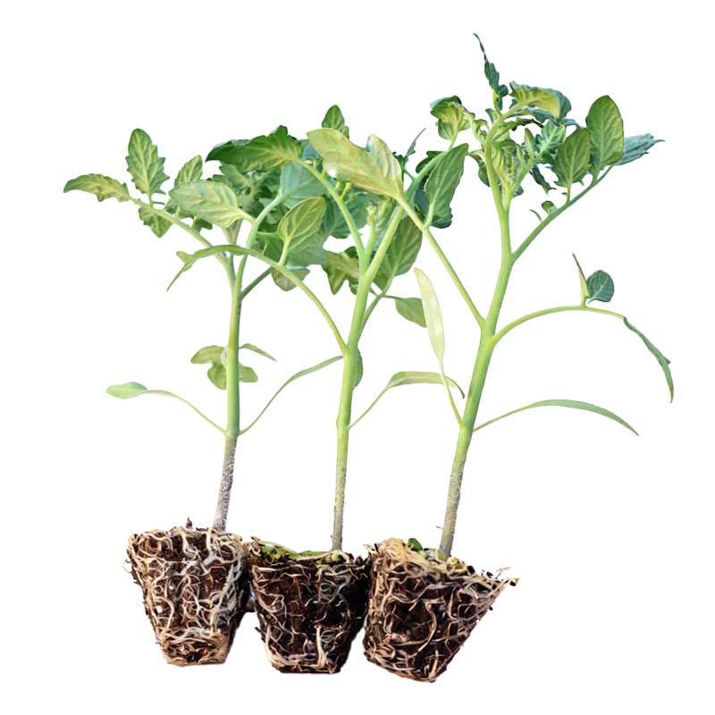 老品种普罗旺斯番茄苗秧苗草莓西红柿苗秧种子矮生盆栽春季蔬菜苗