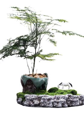 文竹盆栽盆景植物室内四季常青水培植物绿色植物文竹植物花盆苔藓