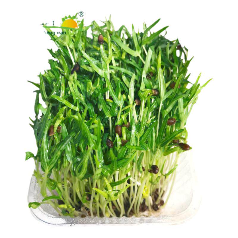新鲜空心菜苗1盒 活体蔬菜苗菜火锅菜新鲜蔬菜