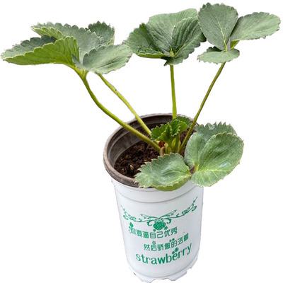 四季奶油桃熏原盆带土当年结果