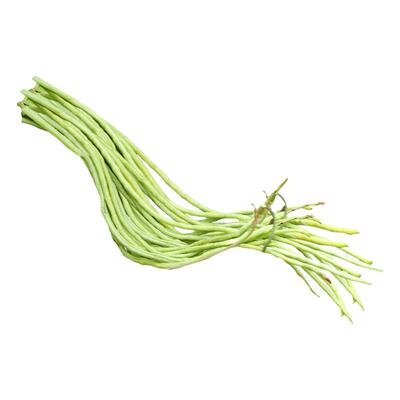 豆角种子苗秧四季大全