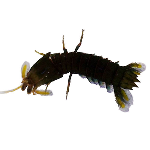 螳螂虾 雀尾螳螂虾 彩虹螳螂虾 活体海水观赏宠物 皮皮虾 兴国海