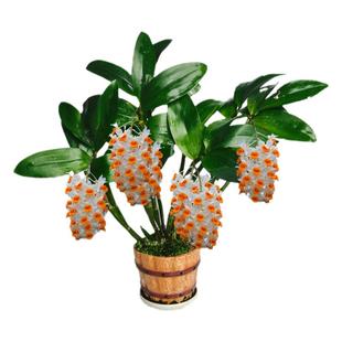 球花石斛带根盆栽庭院室内窗阳台四季常青绿植寄生吊兰带根花卉