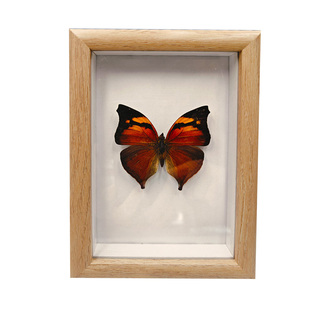 真蝴蝶标本装饰挂画摆件实木相框纪念礼物艺术品装饰生日礼品