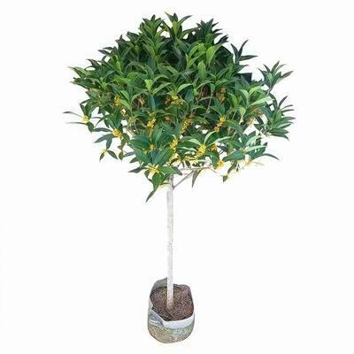 桂花树苗庭院别墅地栽四季桂