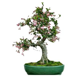 垂丝海棠盆栽植物室外好养植物老桩海棠花盆景树苗冬季耐寒花卉