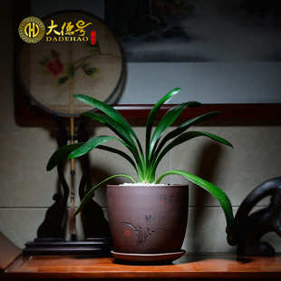 花盆紫砂兰花盆宜兴陶瓷君子兰草盆红掌绿萝盆栽花卉多肉绿植托盘