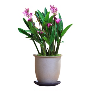 澳洲石斛石斛兰盆栽带花室内花卉桌面兰花盆栽好养易活年宵花好养