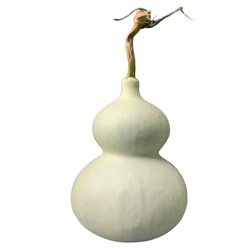 巨型特大号葫芦种子葫芦籽种