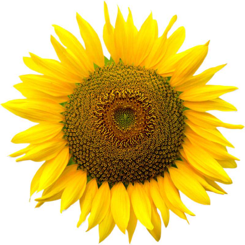 向日葵种子四季播种开花包发芽