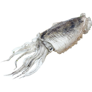 青岛友渔水产新鲜大墨鱼野生乌贼海鲜鲜活目鱼墨斗鱼包邮顺丰