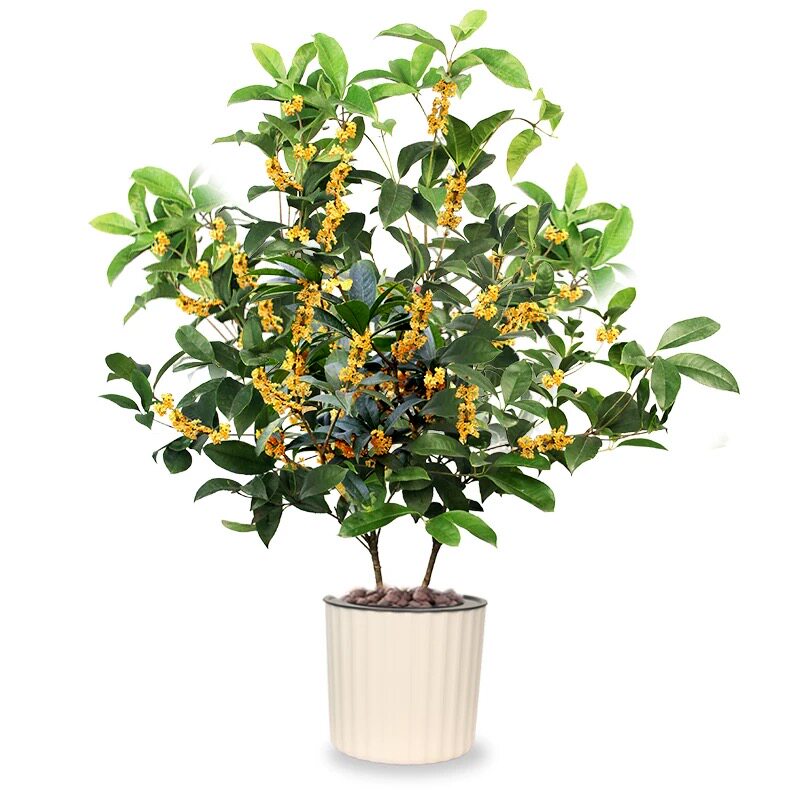 嫁接桂花树苗金桂丹桂朱砂桂四季