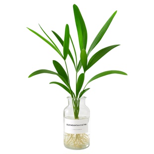 金山棕竹水培绿植客厅水养招旺财发财富贵竹室内植物大型竹子盆栽