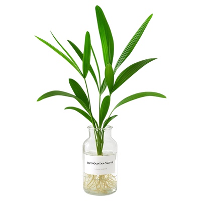 棕竹水培绿植客厅水养高