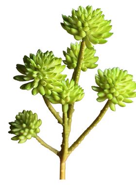 掬涵仿真多肉植物多头石竹花簇