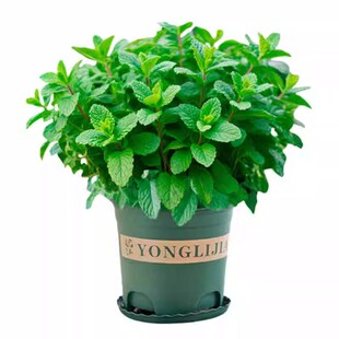 薄荷盆栽驱蚊可食用柠檬薄荷叶水培植物迷迭香室内驱蚊草大盆绿植
