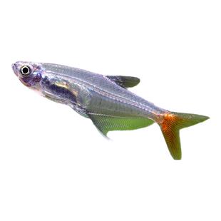 红尾玻璃灯鱼小型鱼水草缸新手入门可混养群游小鱼红鳍玻璃旗活体