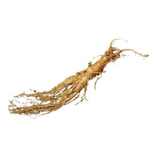 现挖鲜人参东北长白山人参林下山参鲜参新鲜人参泡酒送礼专用鲜参