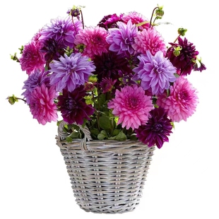 进口大丽花种球根阳台盆栽庭院地栽重瓣大丽菊花苗地瓜花花卉植物