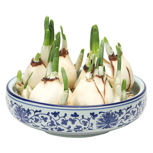 【复瓣已剥皮矮化好】漳州水仙养护好水仙花头种球水养植物冬春节