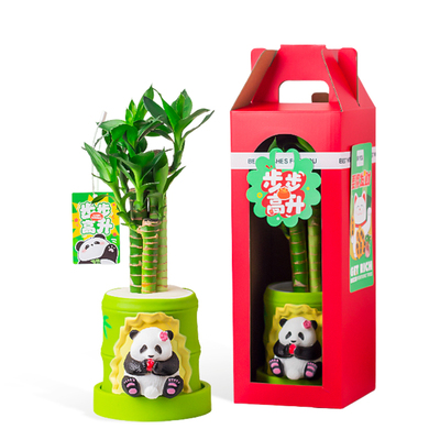 富贵竹水培植物文昌竹绿植小盆栽