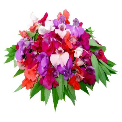 四季凤仙花种子指甲籽鲜室内阳