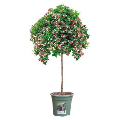 五彩锦带庭院造景风景树开花爆满