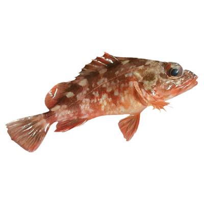 东山岛本港活冻一口管 小笔管 海兔 小管鱿鱼 或冻海鲜软糯红管