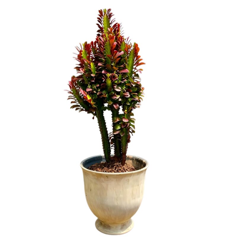 特大红龙骨仙人掌盆栽紫龙骨绿龙骨室内阳台庭院沙生植物造景